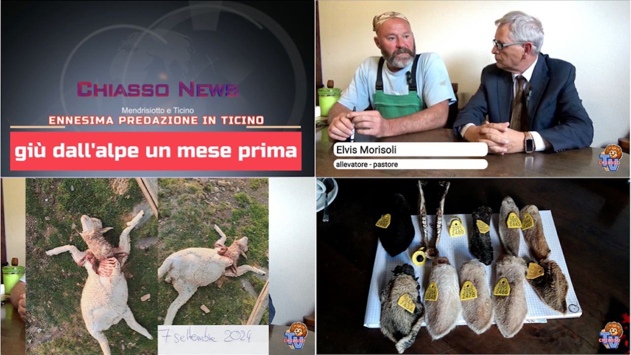 'Ennesima predazione in Canton Ticino ' episoode image